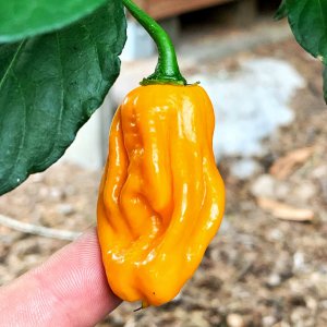 C.chinense