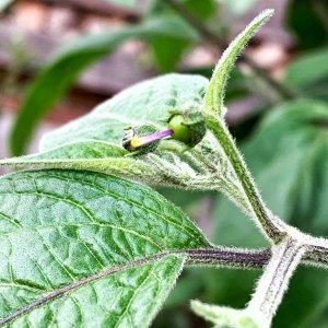 C.pubescens, endlich Fruchtbehang