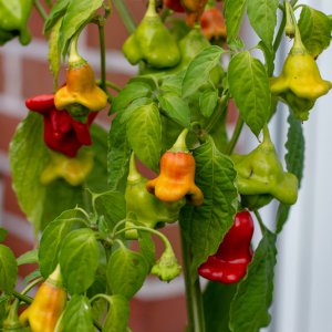 201004_Chilis.jpg