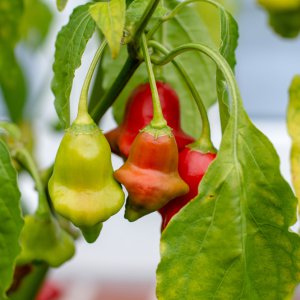 201004_Chilis_1.jpg