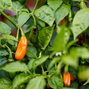 201004_Chilis_2.jpg