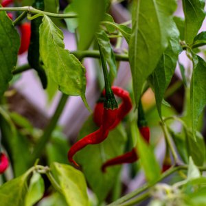 201004_Chilis_3.jpg