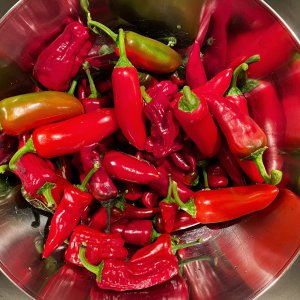 201004_Chilis_7
