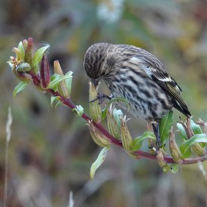 Pine Siskin