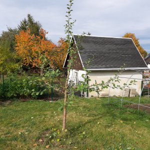 Apfelbaum1