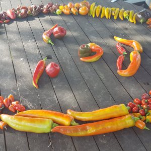 20201009_150802.jpg