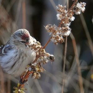 Hoary Redpoll