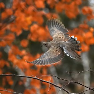 Mourning Dove