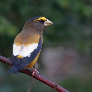Evening Grosbeak