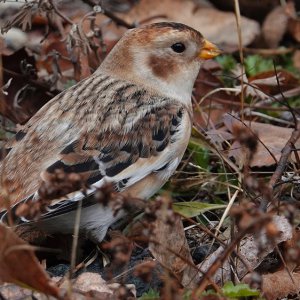 Snow Bunting