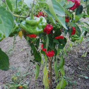 Scotch Bonnet