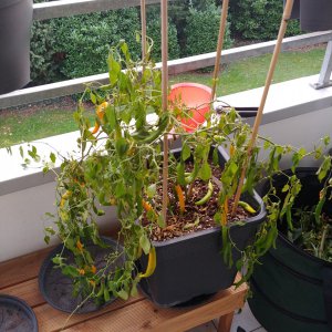 20201126_154717.jpg