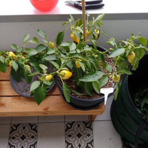 20201126_150334_HDR.jpg