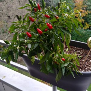 20201126_151058_HDR.jpg