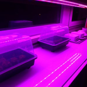 Brutstation 1 (weiter rechts)