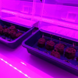 Brutstation 2