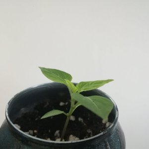 IMG_20201212_094524.jpg