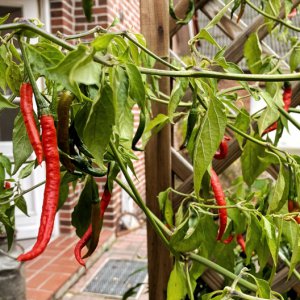 201412_Chili_3