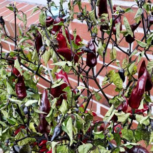 201412_Chili_4