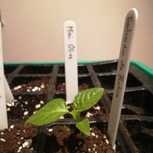 IMG_20201218_170106.jpg