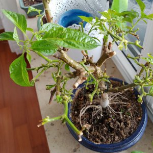 20201222_110711.jpg