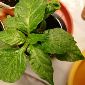 IMG_20201225_110837.jpg