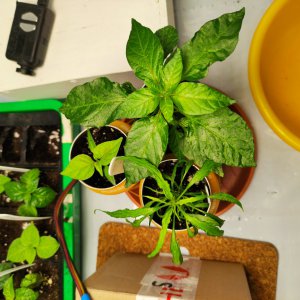 IMG_20201231_092100.jpg