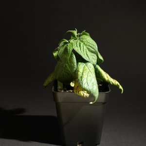 Rocoto P360