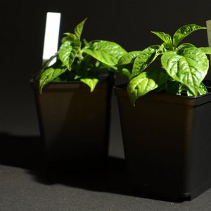 Aji Charapita