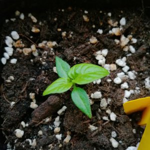 Chocolate Habanero 12.01.2021
