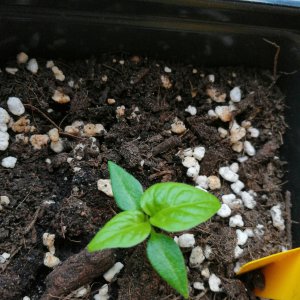 Chocolate Habanero 12.01.2021