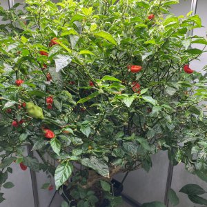Trinidad Hornet