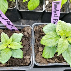 Monster x Flausch Fire F5-links Mild