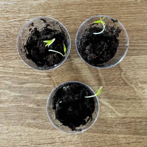 210224_Chilis