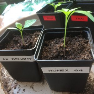 aji, numex.jpg