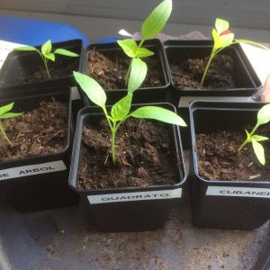 de arbol, quadrato, cubanelle.jpg