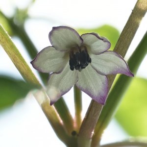 purple besser 2.jpg