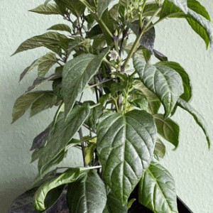 Jekyll & Hide — Costa Rica Orange