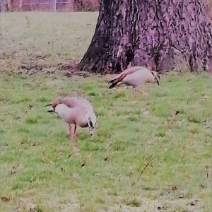 Wildgänse in der Stadt