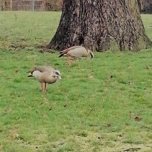 Wildgänse in der Stadt