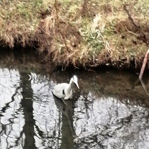 Reiher in der Stadt