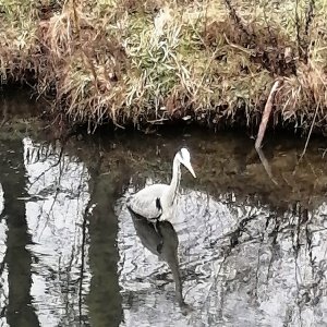 Reiher in der Stadt