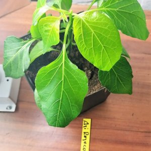 Aji Rojuco
