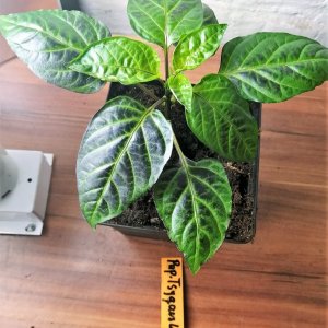 Tiger jalapeno