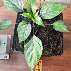 Tiger jalapeno