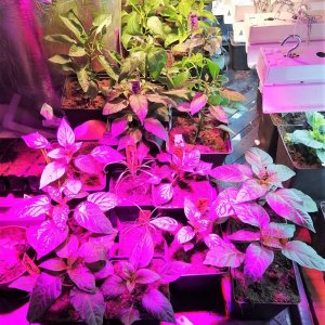 Kellerkinder unter Sanlight M30 und 2x TaoTronic