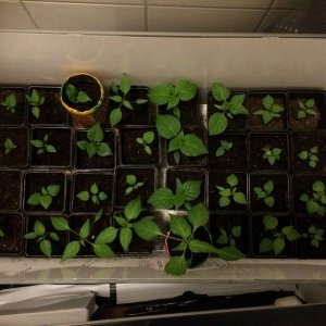 chilis box.jpg