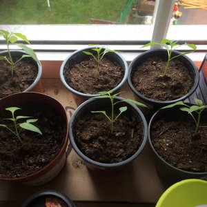 chilis_küche.jpg