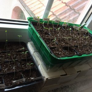 tomaten.jpg