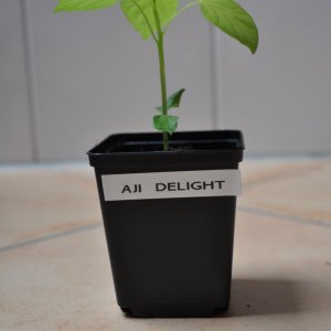 aji delight 2.jpg